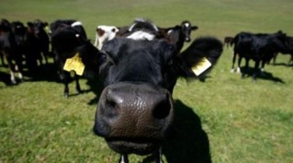 70 de vaci vor zbura cu avionul din irlanda pana in romania pentru a hrani copii orfani si familii nevoiase