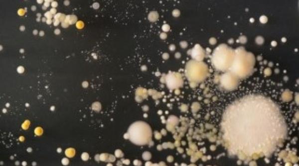 madalina ghenea noua iubita a lui leonardo dicaprio