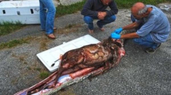 vezi ce se poate ascunde in burta unui piton de 5 metri