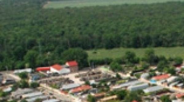 padurea stejaru din braila este in pericol de a fi defrisata