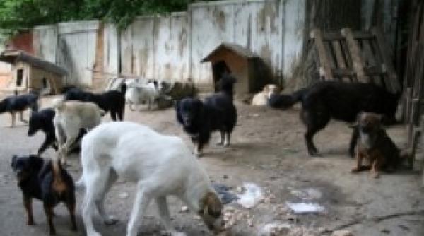 locuitorii slatinei doresc eutanasierea cainilor comunitari