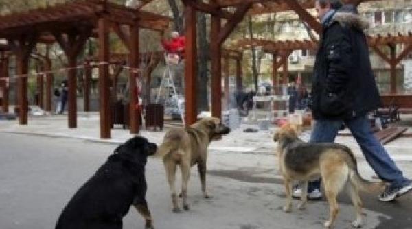 bucurestiul fara maidanezi o actiune de strangere a semnaturilor din partea pdl istilor cu functii de la nivelul capitalei