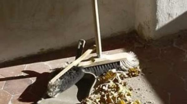 gata cu criza de mopuri si maturi in scolile baimarene serviciul de curatenie va fi externalizat