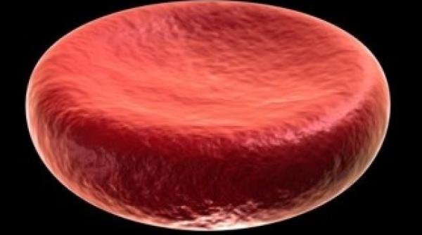 premiera prima transfuzie reusita de sange produs in laborator