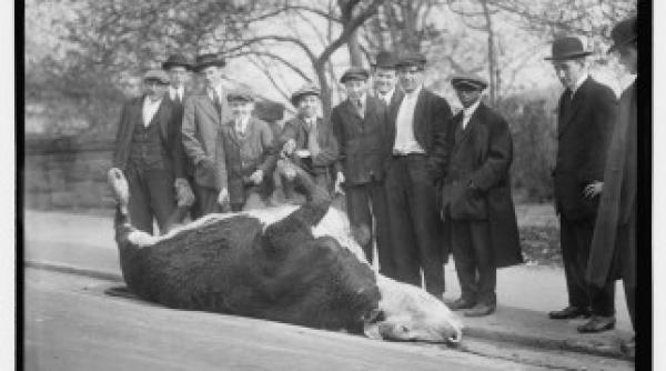 cum arata orasul new york in urma cu 100 de ani