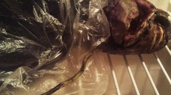 un presupus extraterestru tinut timp de doi ani in frigider de o rusoaica galerie foto