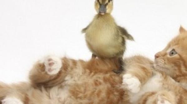 instantanee inedite care au facut inconjorul lumii