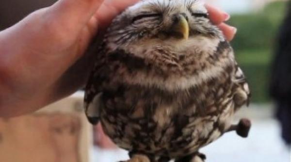 o bufnita fericita vezi aici motivul video