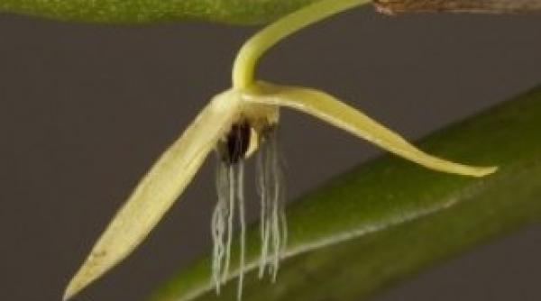 descoperire orhideea care infloreste doar noaptea