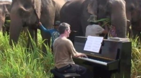 beethoven pentru elefanti orbi pianist britanic concerteaza in thailanda video
