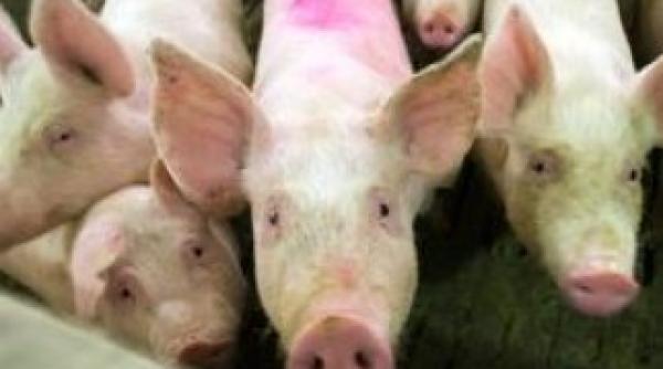 china condamnare la moarte in scandalul porcilor dopati cu clenbuterol