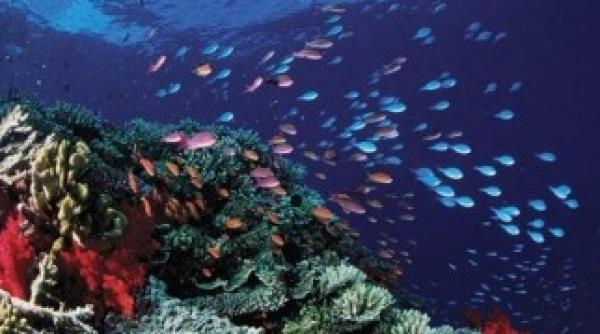 australia va infiinta un parc maritim cat germania si franta la un loc video