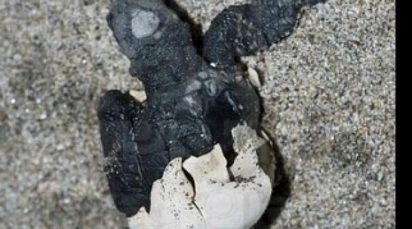 studiu embrionii de testoase isi sincronizeaza eclozarea