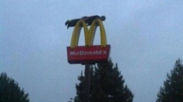 steve jobs despre google va fi urmatorul microsoft