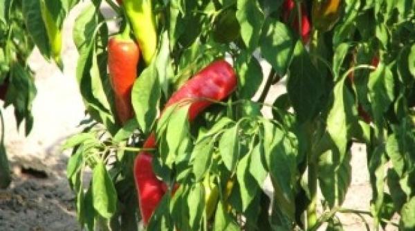 impozitul pe venit platit de toti micii producatorii de legume fructe cereale si material lemnos