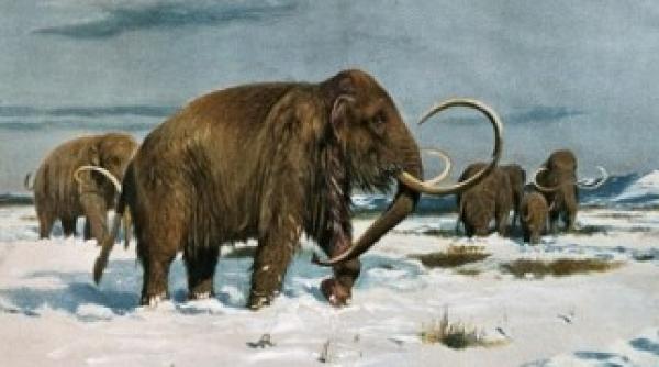 mamutii adusi la viata in cinci ani