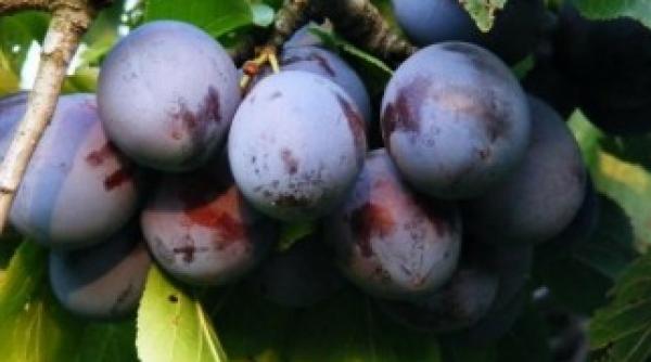 pruni modificati genetic intr un izolator din bistrita asteapta sa lupte cu plum pox