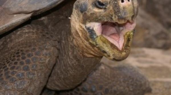 secretul longevitatii presedintilor