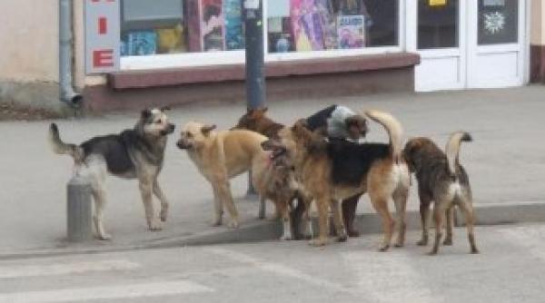 legea maidanezilor va fi discutata miercuri la curtea constitutionala