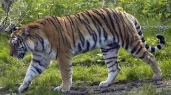 un tigru a scapat de la gradina zoologica din sibiu