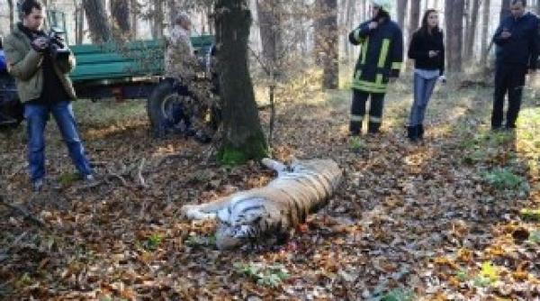 vezi cat costa tigrul impuscat la sibiu