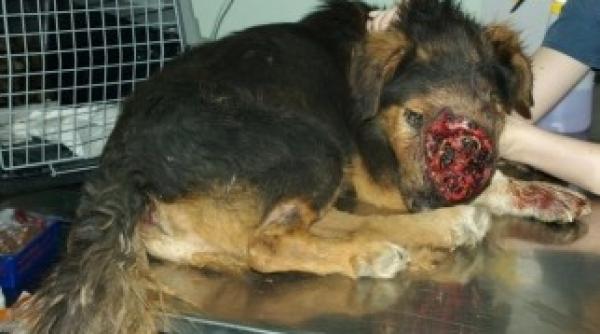 cazuri de cancer transmisibil la caine in capitala contaminarea se face pe cale sexuala