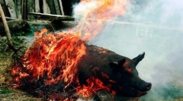 parlitul unui porc a lasat 30 de persoane fara casa in prag de sarbatori