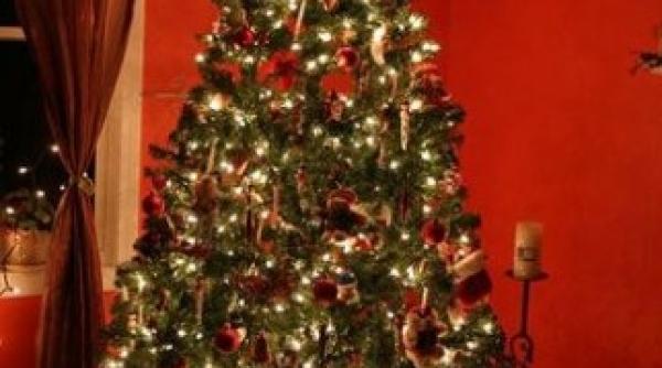studiu bradul de craciun ne poate afecta sanatatea