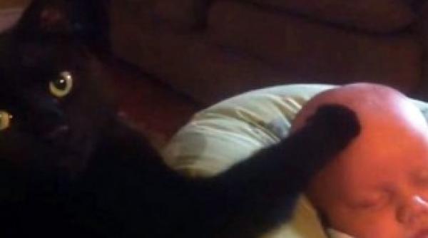 vezi cum o pisica linisteste un bebelus din plans video