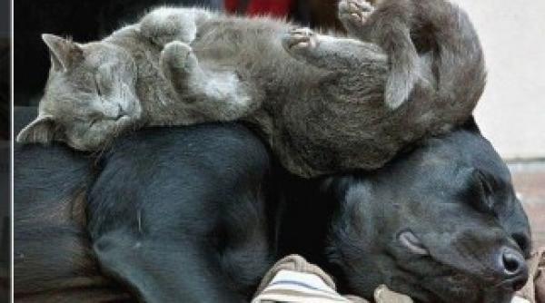 vezi cum se iubesc un caine si o pisica