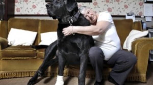 cel mai mare caine din marea britanie in suferita de sarbatori