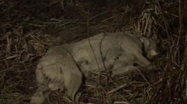 cruzime 30 de caini morti gasiti pe digul jiului