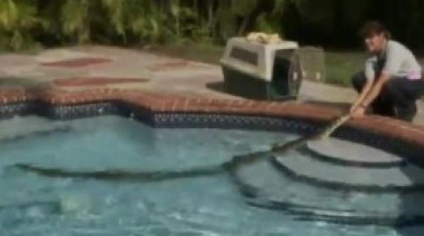 in loc de cadouri mosul i a adus un monstru in piscina