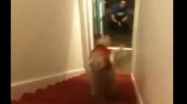 incredibil uite ce poate face acest caine video