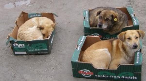 afla ce patesc cei care permit eutanasierea maidanezilor