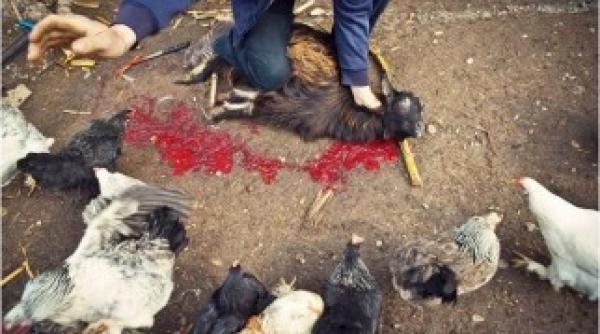 ce de handbal masculin 2012 in direct la tvr 2