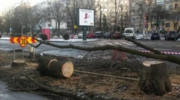 verzii lupta pentru salvarea copacilor din drumul taberei