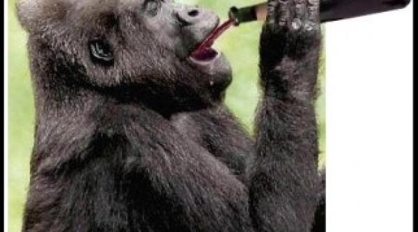 maimutele dintr o gradina zoologica incalzite cu vin fiert