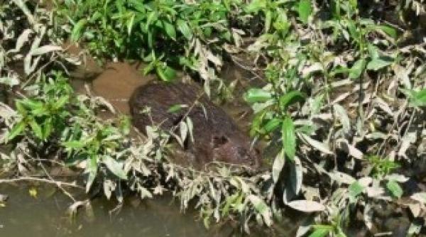 o salbaticiune disparuta de 200 de ani a reaparut in delta dunarii