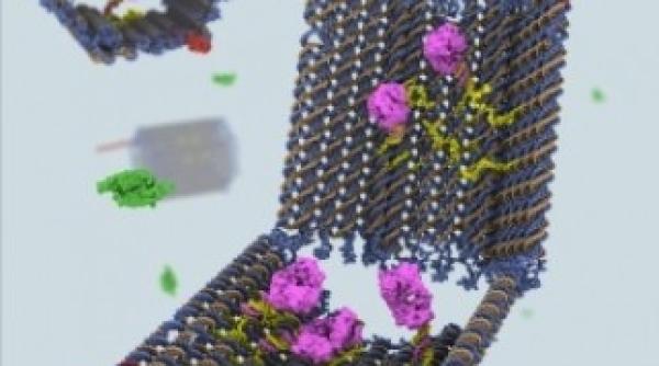 cancerul va fi invins cu ajutorul nanorobotilor