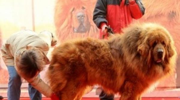 valoarea celui mai scump caine din lume 12 milioane de euro