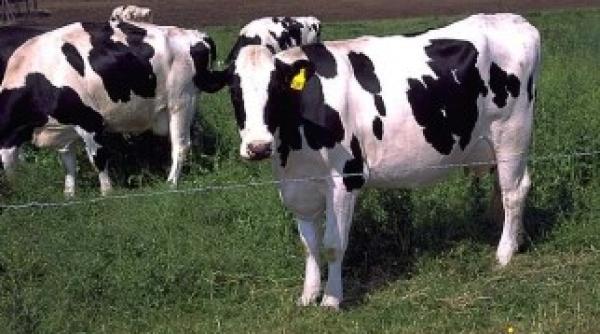 gest caritabil romania ar putea primi vitele nord irlandeze