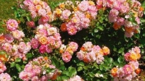 trandafirii speciali cu nume celebre imbina arta si perfectiunea