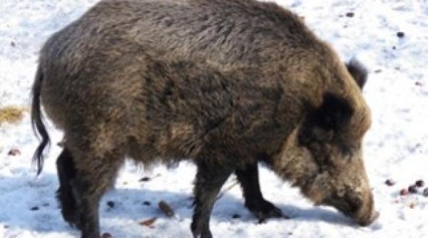 bacau muscat de un porc mistret un barbat a ajuns la spital