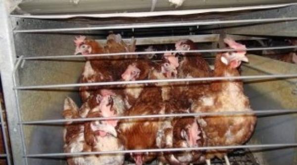 vier pfoten acuza si fermele franceze ca streseaza gaini