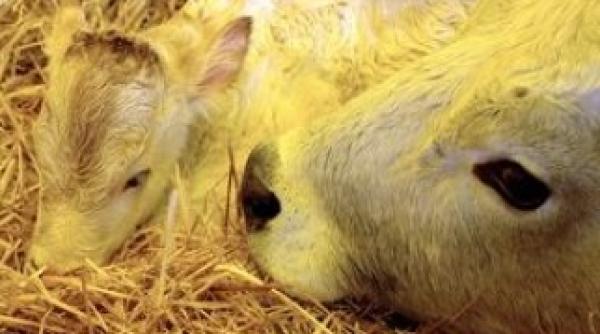 virusul schmallenberg face ravagii 820 de ferme afectate