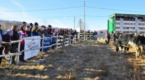 de 8 martie femeile din rasca primesc vaci irlandeze