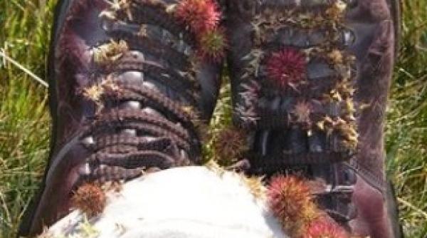 antarctica invadata de noi specii de plante si animale