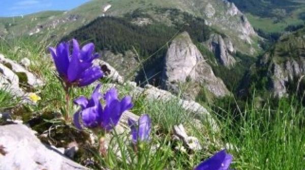 stop distrugerii padurilor din retezat