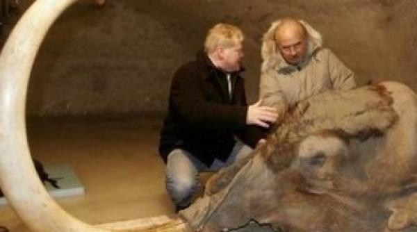 rusia si coreea de sud incearca clonarea unei specii disparute acum 10 000 de ani